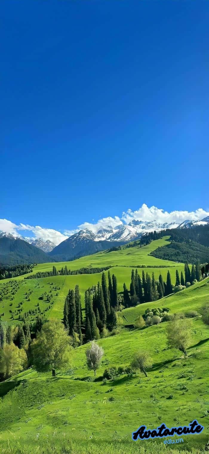 hình nền cây xanh xuất sắc 4k