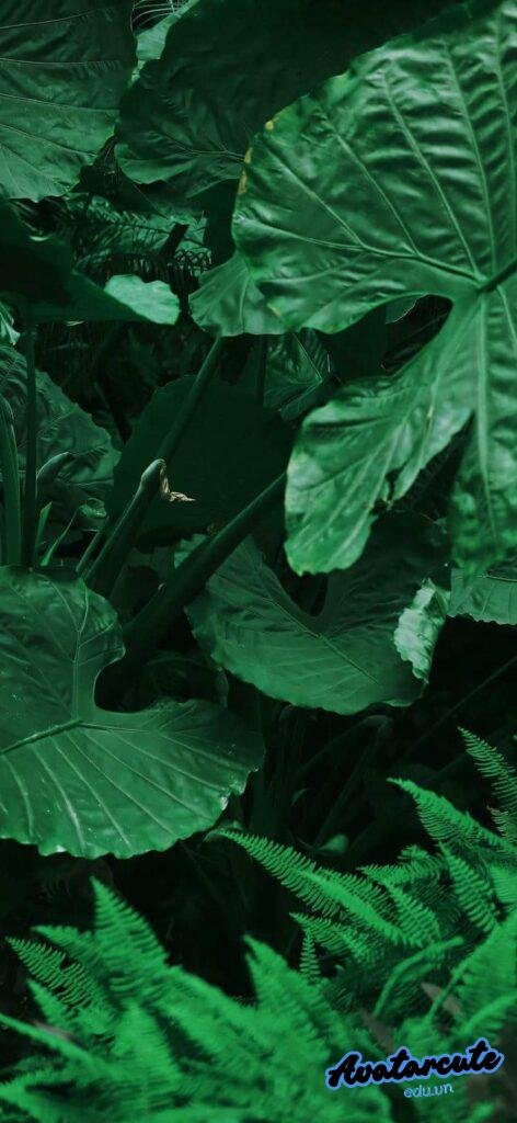 hình nền mầm cây xanh hy vọng nét