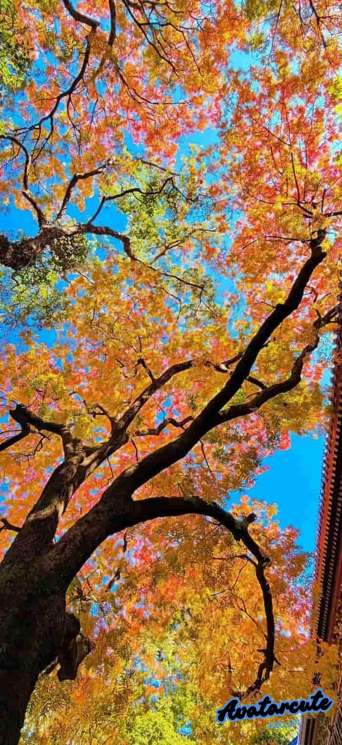 hình nền thiên nhiên xanh mát full hd