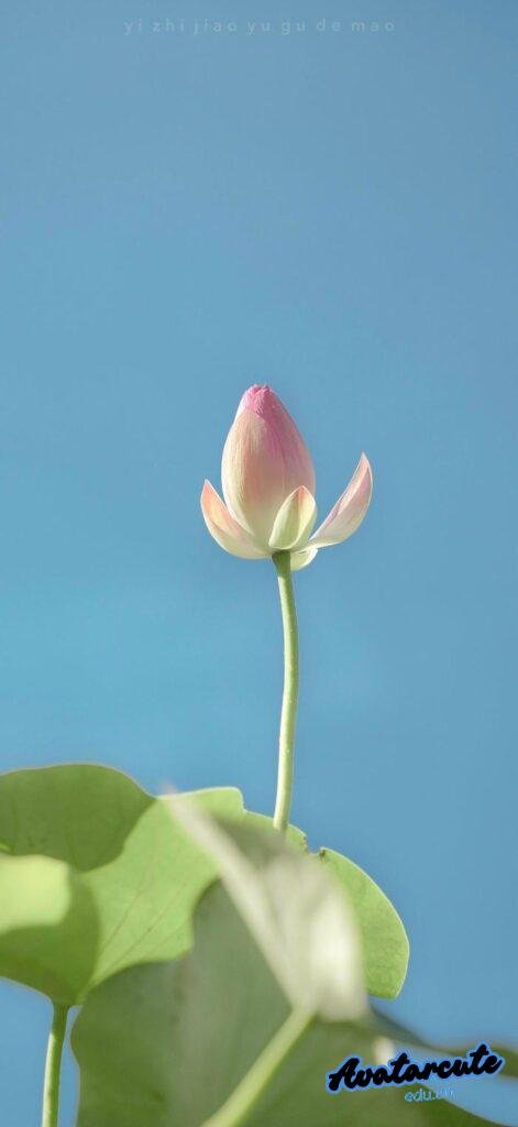 hình nền thư giãn bình an hd