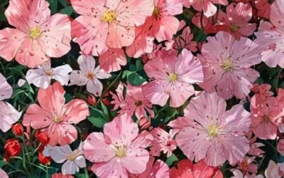 hình nền vườn hoa rực rỡ hd