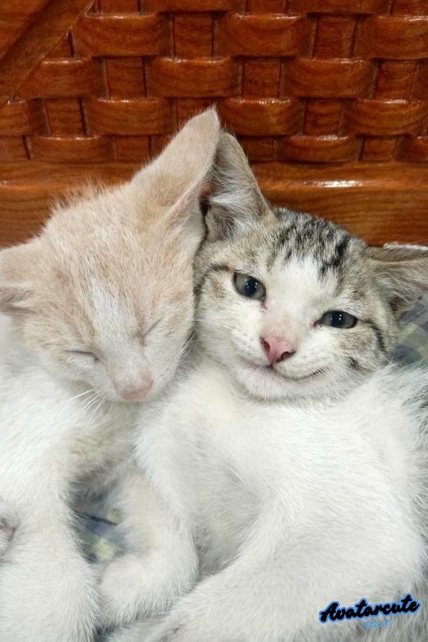 meme 2 con mèo cute