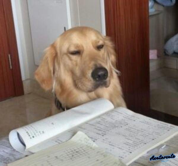 meme bài học đầu tiên