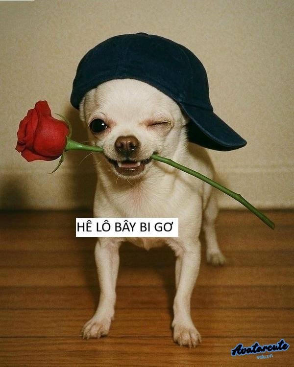 meme chó ngậm hoa