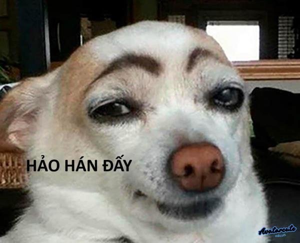 meme chó nhướn mày nói hảo hán