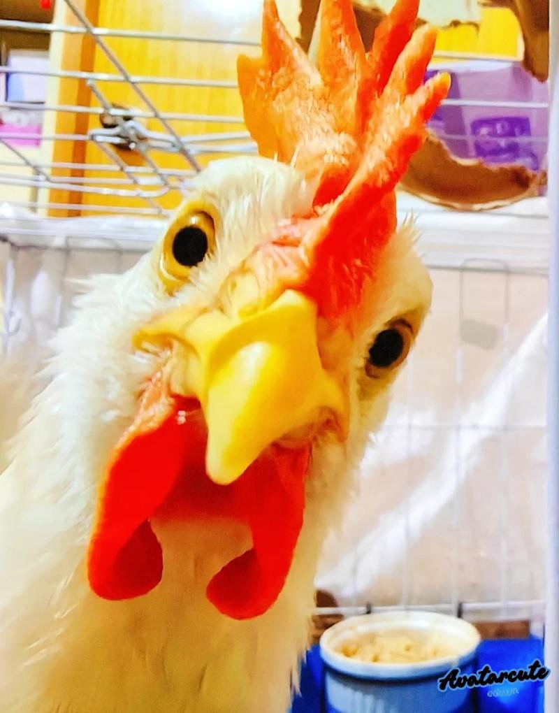 meme con gà nói chuyện