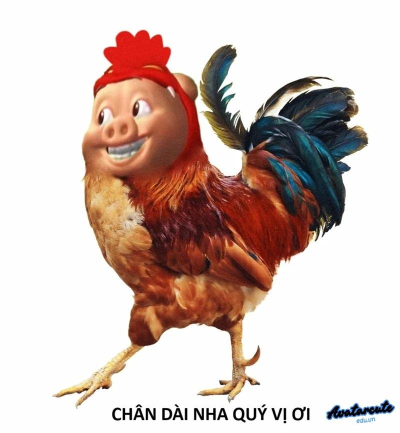 meme gà chân dài