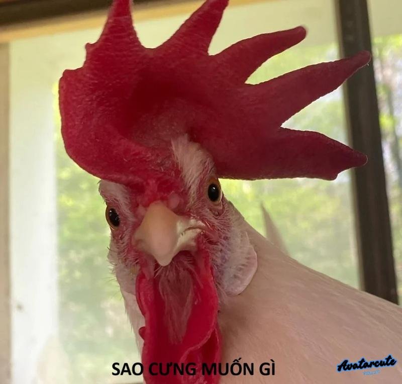 meme gà chảnh