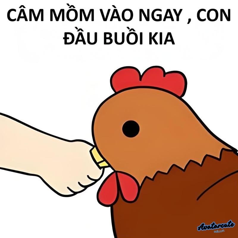 meme gà chửi
