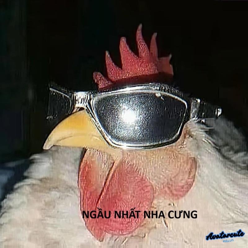 meme gà ngầu