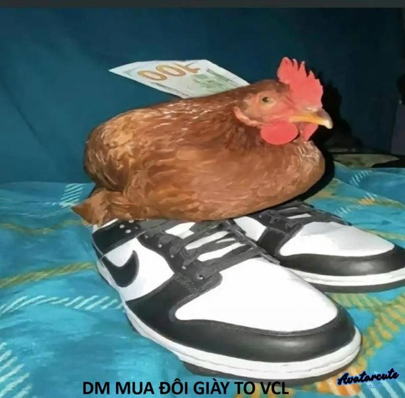 meme gà và đôi giày