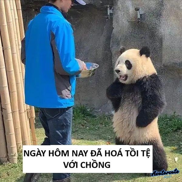 meme gấu trúc
