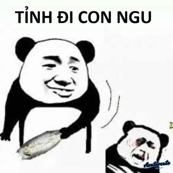 meme gấu trúc cười