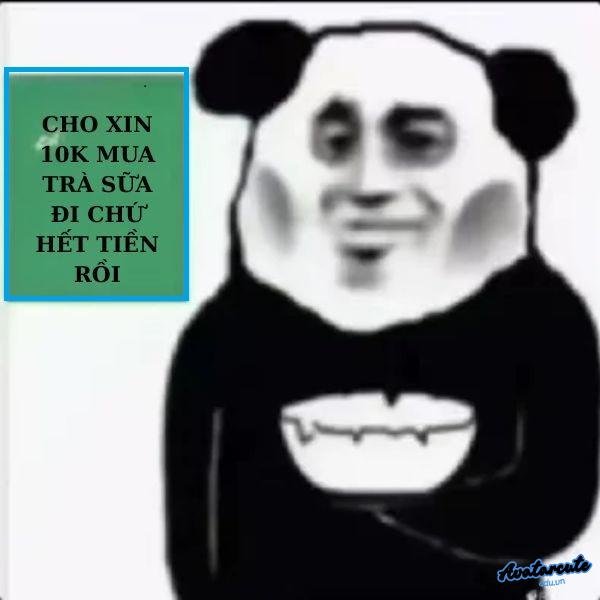 meme gấu trúc mắt thâm