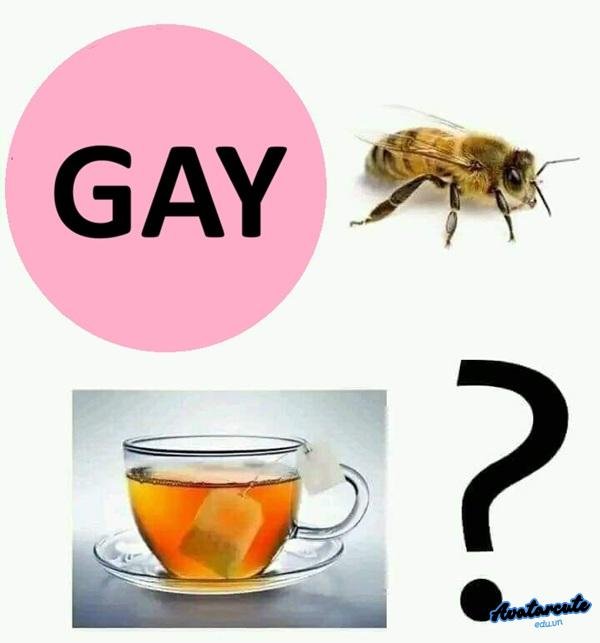 meme gay vậy