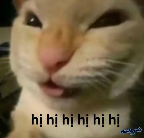 meme hihi cat