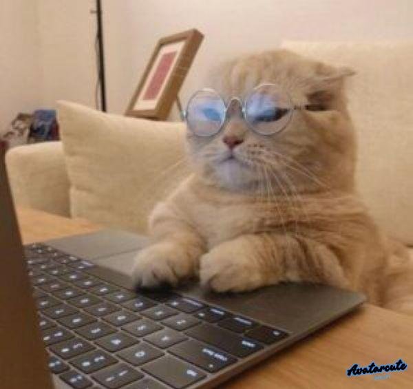 meme học bài troll team