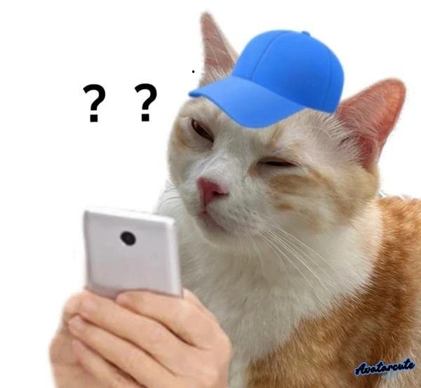 meme hỏi chấm cat