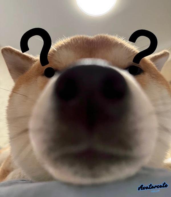 meme hỏi chấm chó