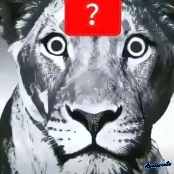 meme hỏi chấm hổ