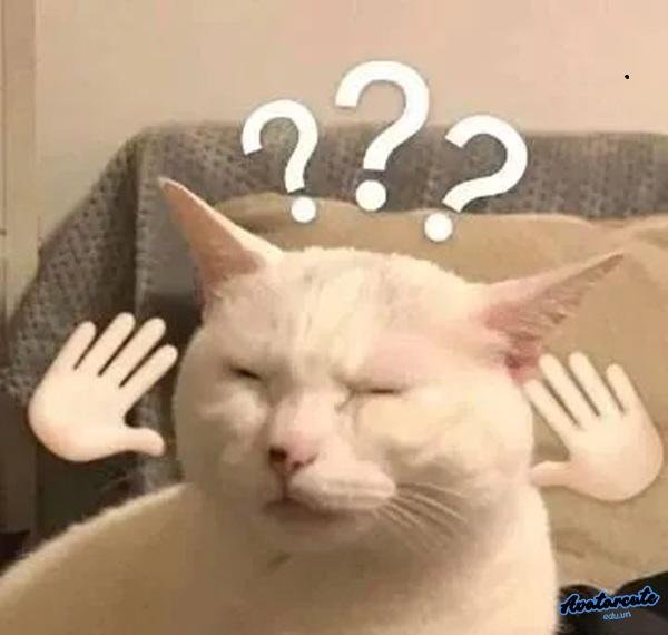 meme hỏi chấm mèo trắng