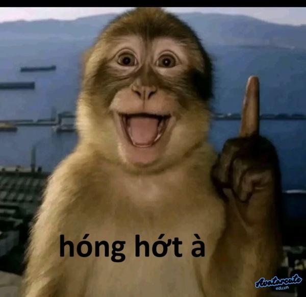 meme hóng hớt