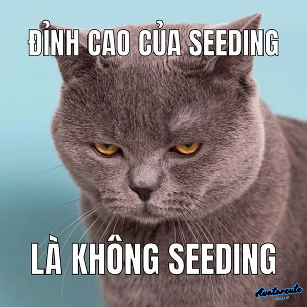 meme hóng không seeding