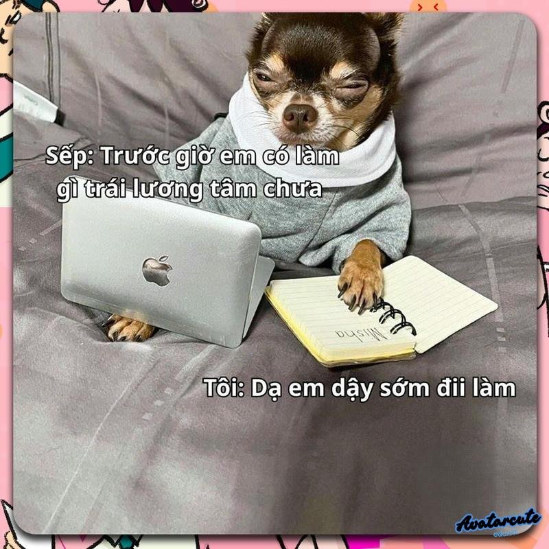 meme hot công việc