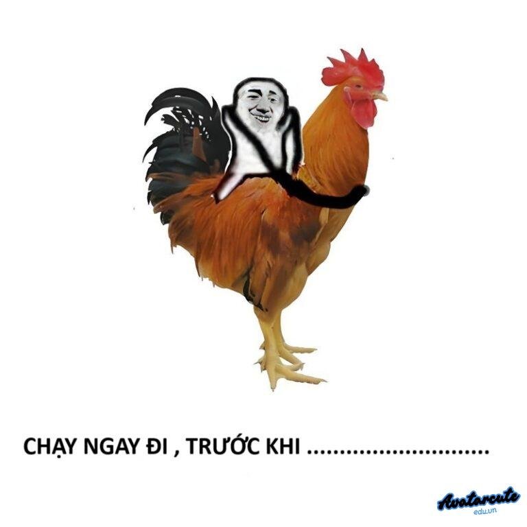 100+ meme gà hài hước, vui nhộn “trend” nhất hiện nay