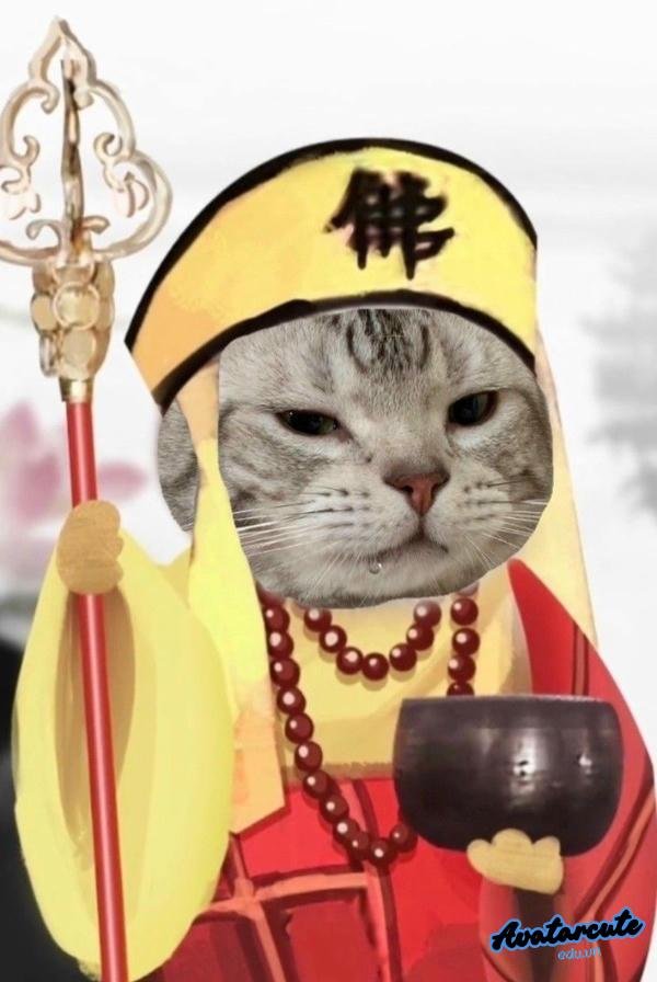 meme mèo đi thỉnh kinh