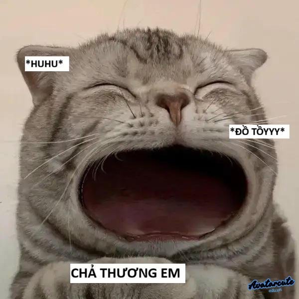 meme mèo há miệng