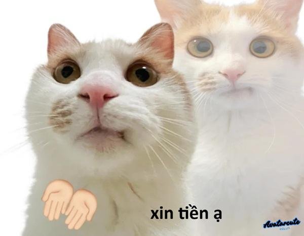 meme mèo hết tiền