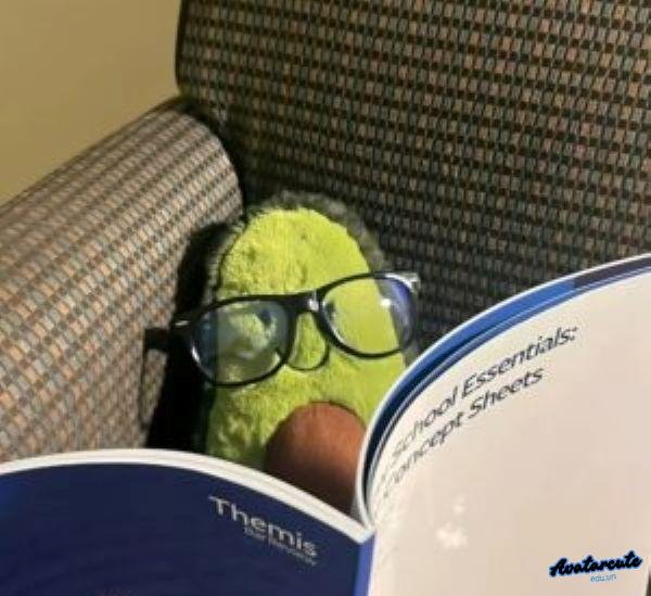 meme mèo học bài