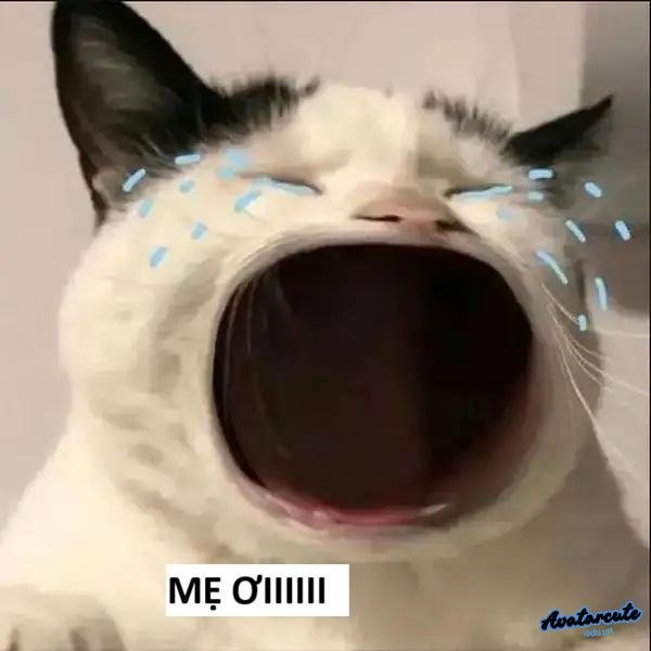 meme mèo khóc