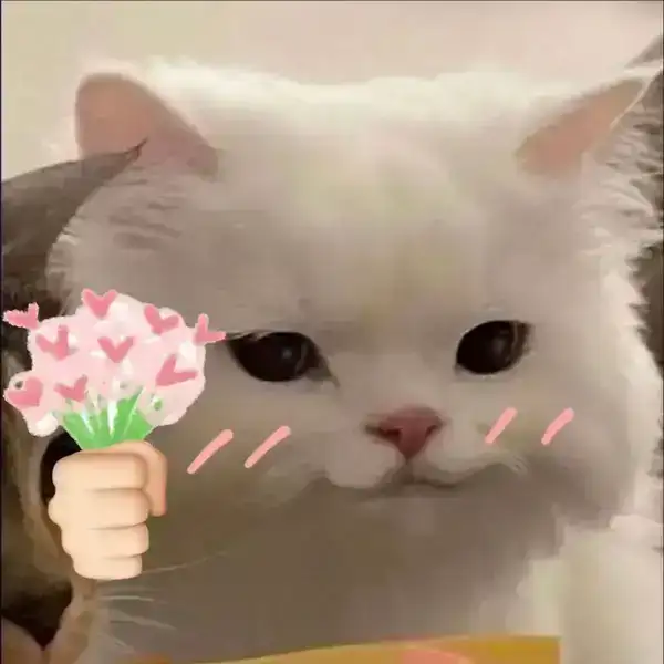 meme mèo tặng hoa