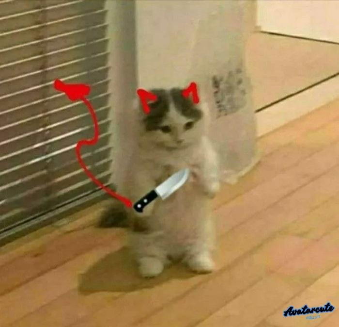 mèo tức giậnc ầm dao