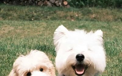 Album hình nền con vật độc quyền