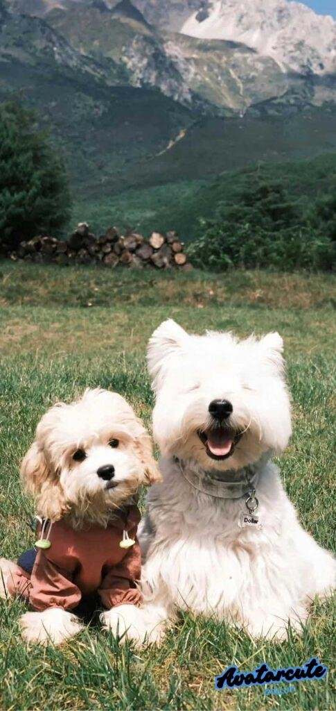 Album hình nền con vật độc quyền