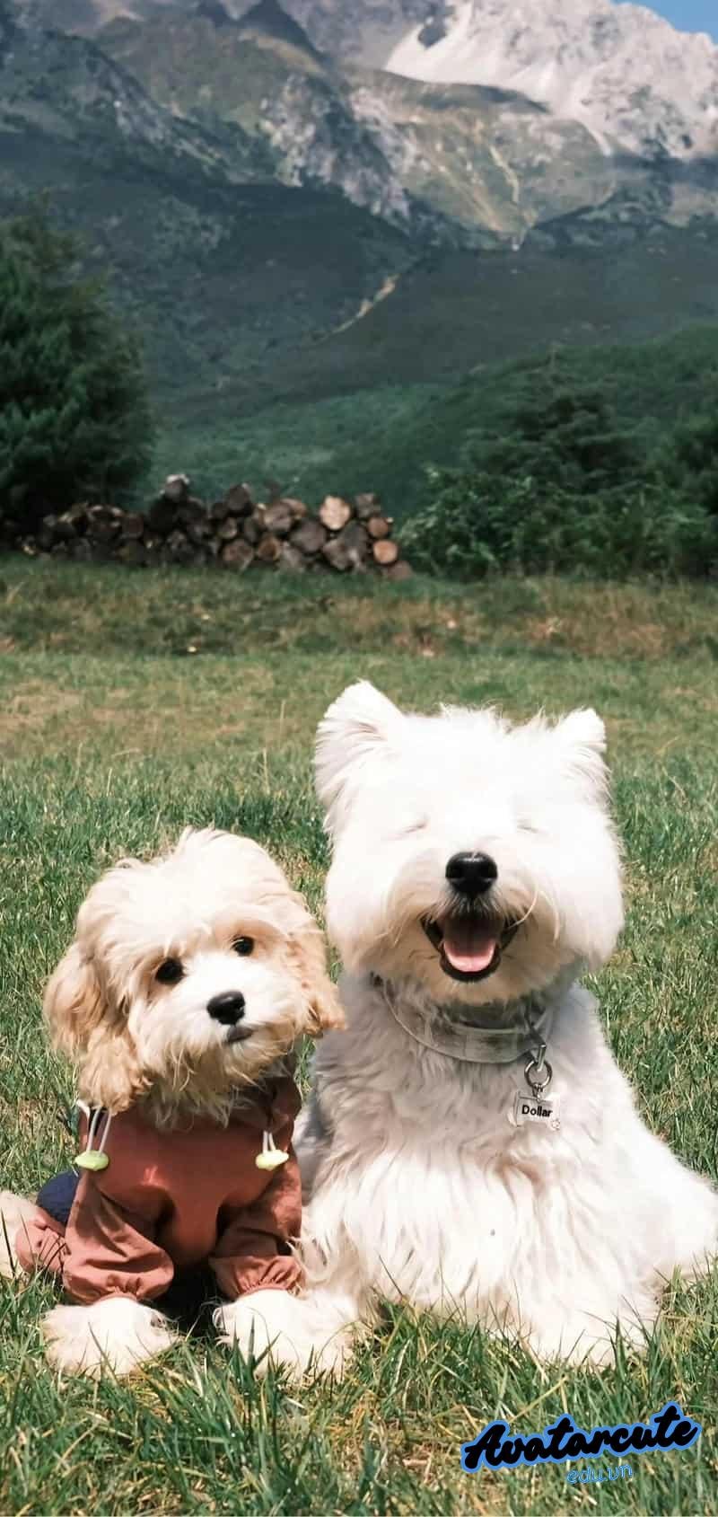 Album hình nền con vật độc quyền