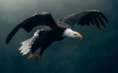 Album hình nền đại bàng độc quyền