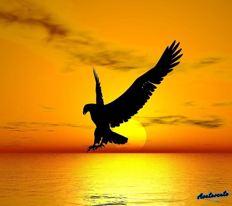 Album hình nền đại bàng mới