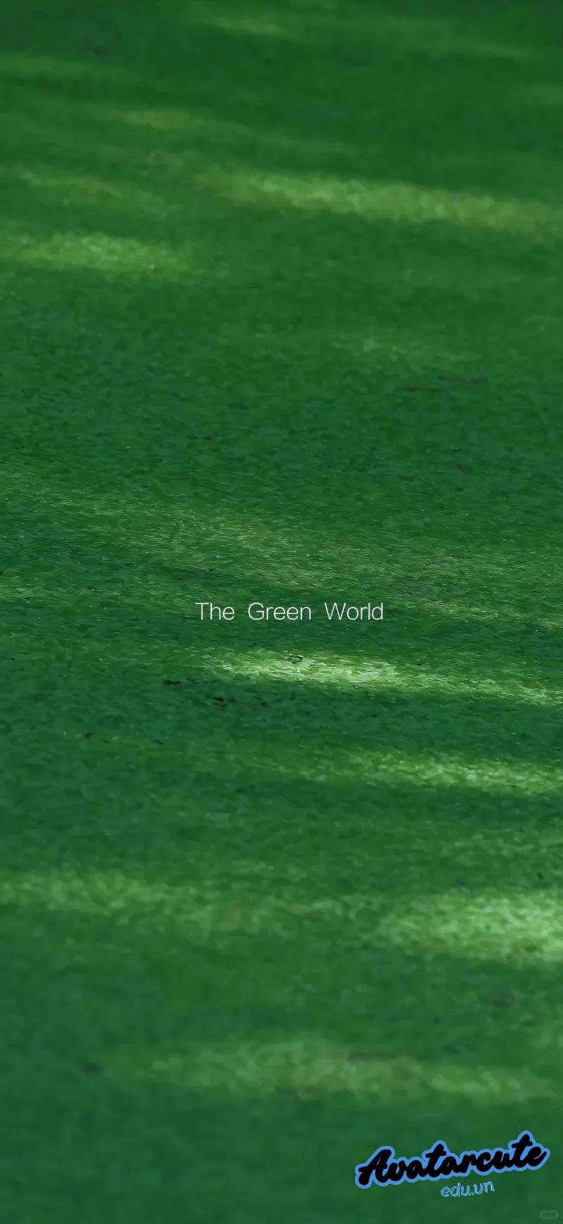 Ảnh hình nền cỏ sắc nét