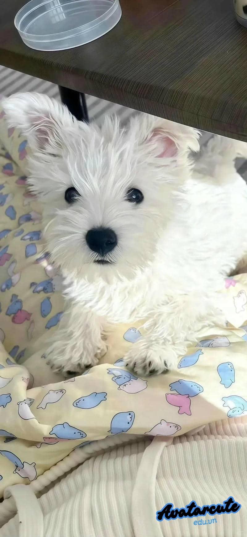 Ảnh hình nền con vật sắc nét