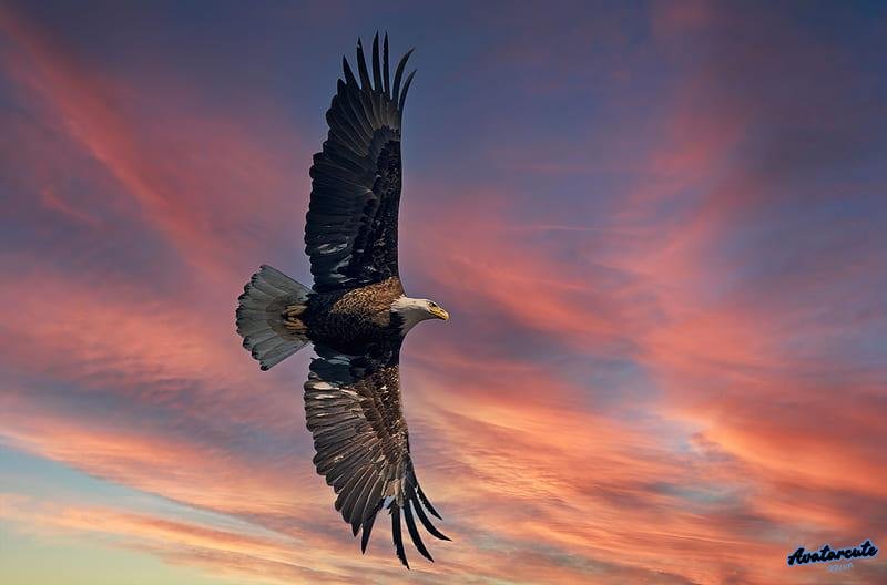 Ảnh hình nền đại bàng sắc nét