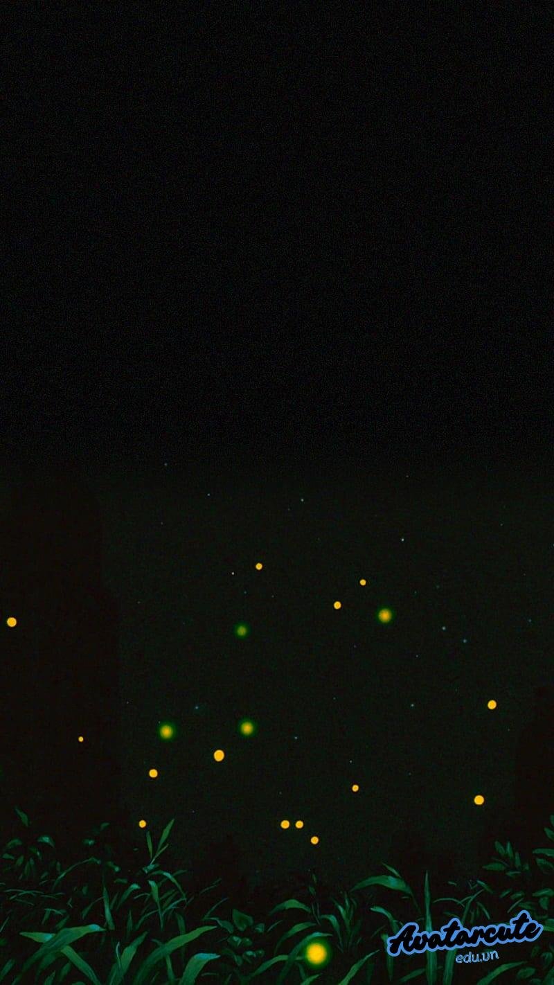 Ảnh hình nền đom đóm sắc nét