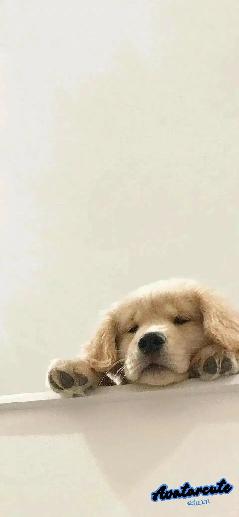 Bộ ảnh hình nền con vật miễn phí