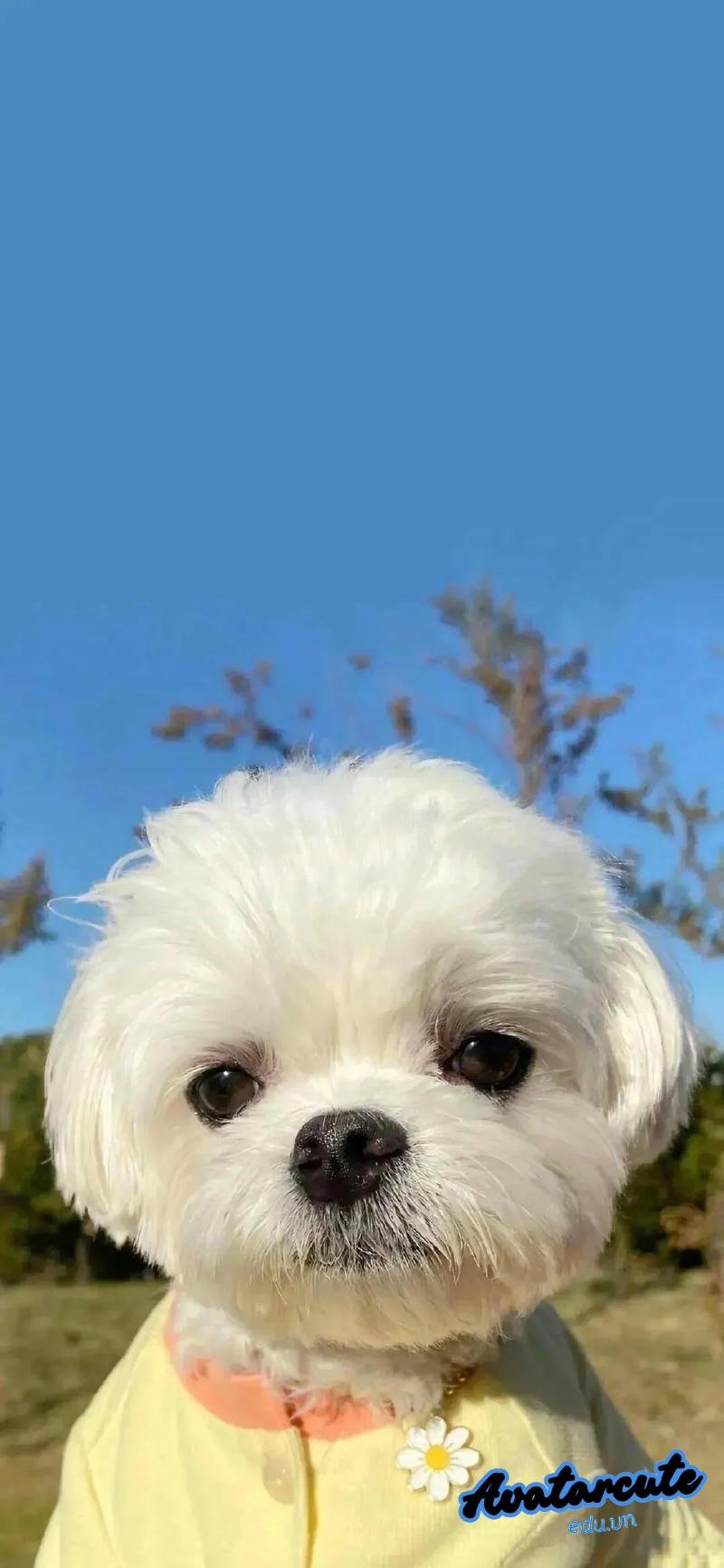 Bộ hình nền con vật cuốn hút