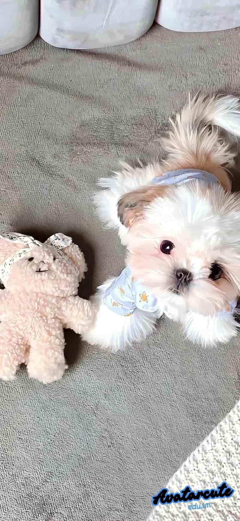 Bộ hình nền con vật sắc nét nhất