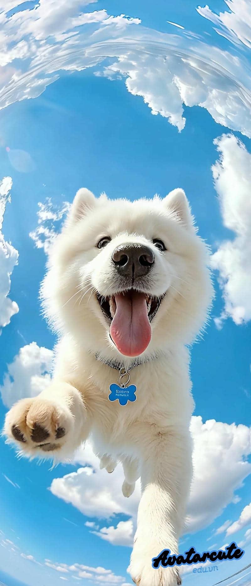 Bộ hình nền con vật thu hút