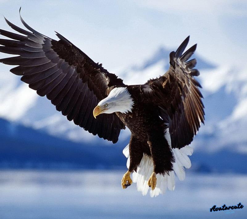 Bộ hình nền đại bàng sắc nét nhất